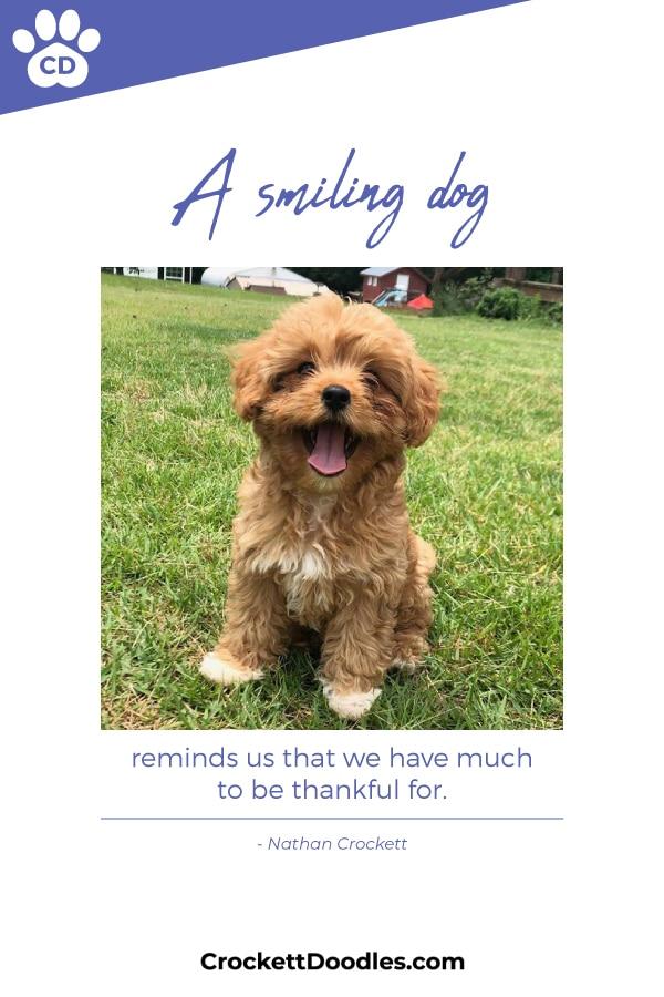 Puppy Quote Smiling Dog