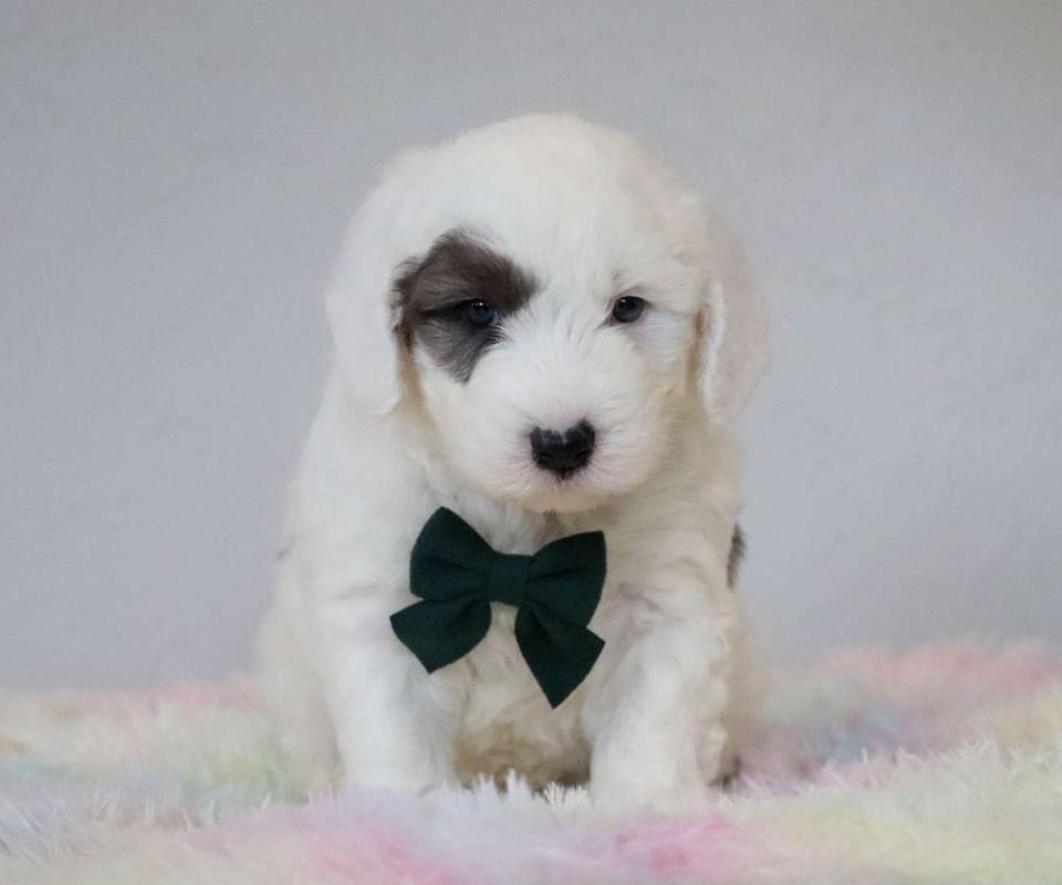 Cute Sheepadoodle Available