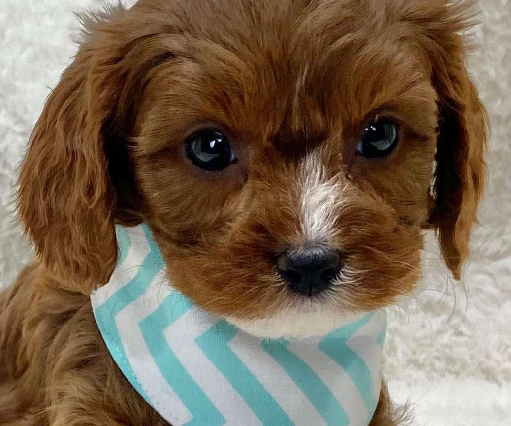 Best bakersfield Cavapoos Available — Crockett Doodles