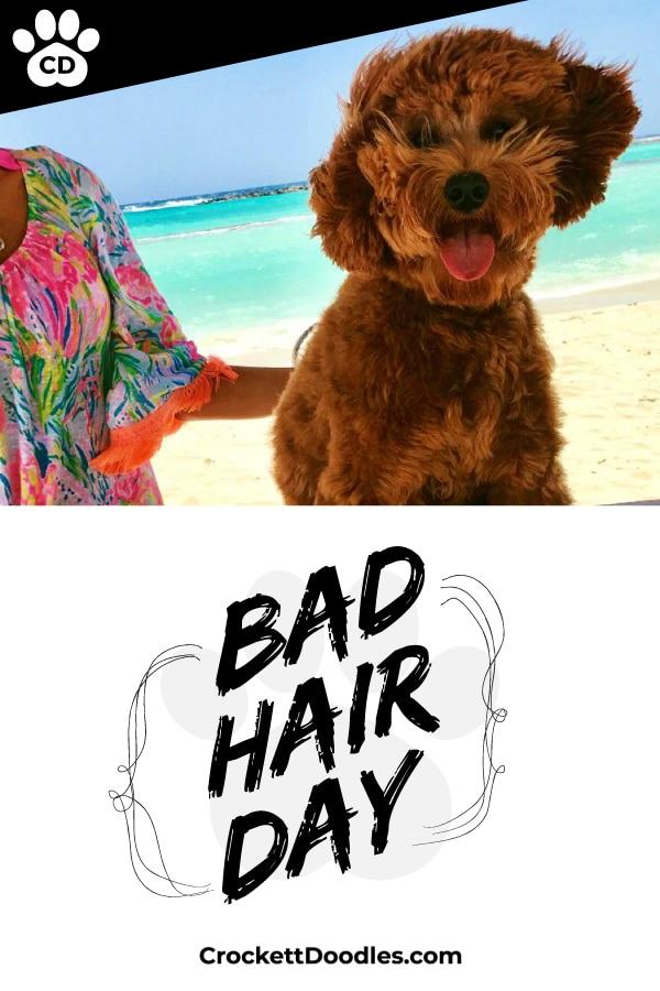 Puppy Quote Bad Hair Day