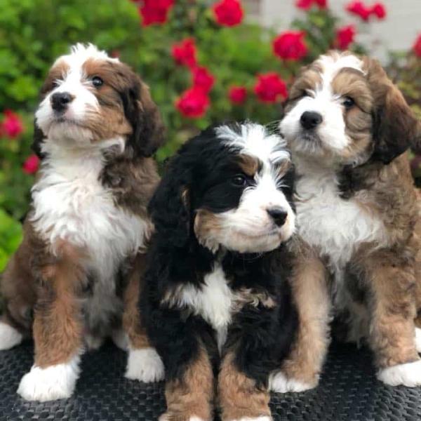Two Red Tri and One Black Tri Bernedoodles
