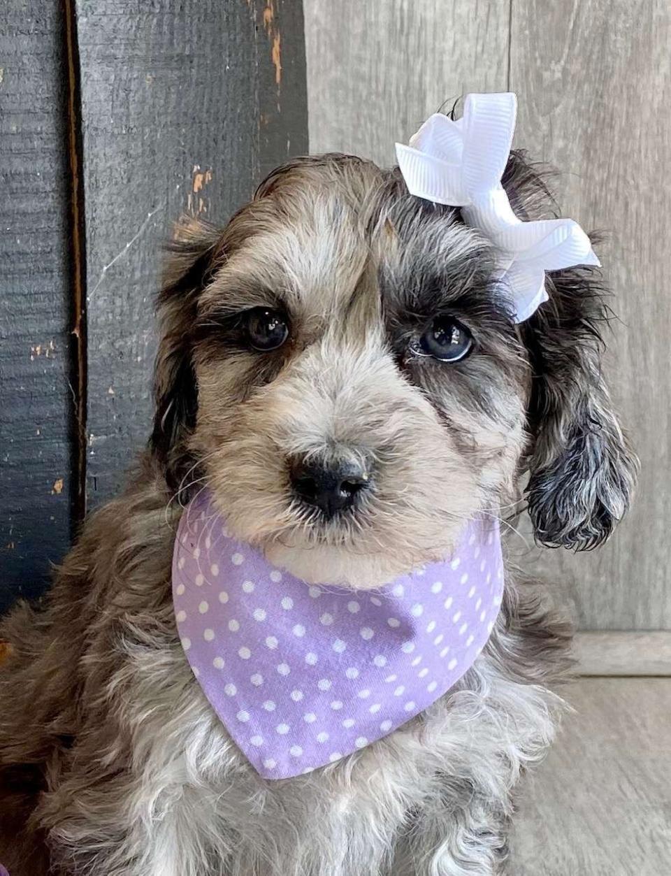 Available Aussiedoodle
