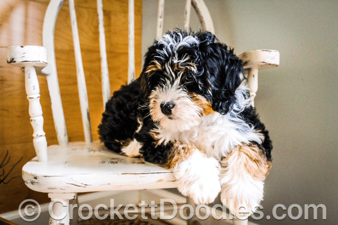 Family Raised Tri-color Mini Bernedoodle from Crockett Doodles