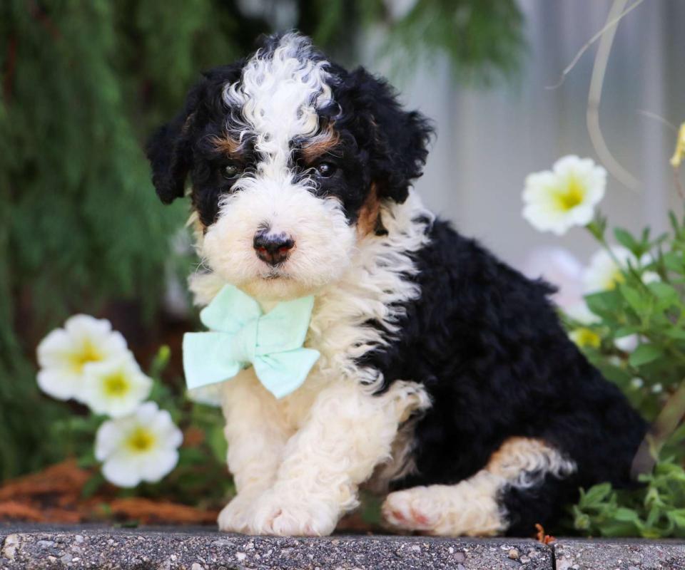 Available Bernedoodle