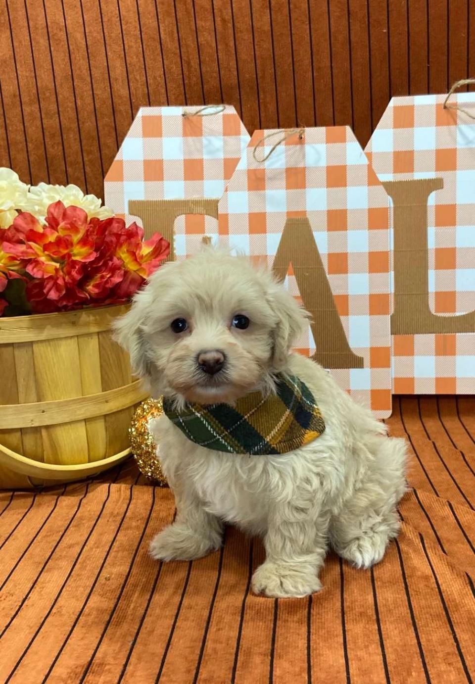 Available Maltipoo