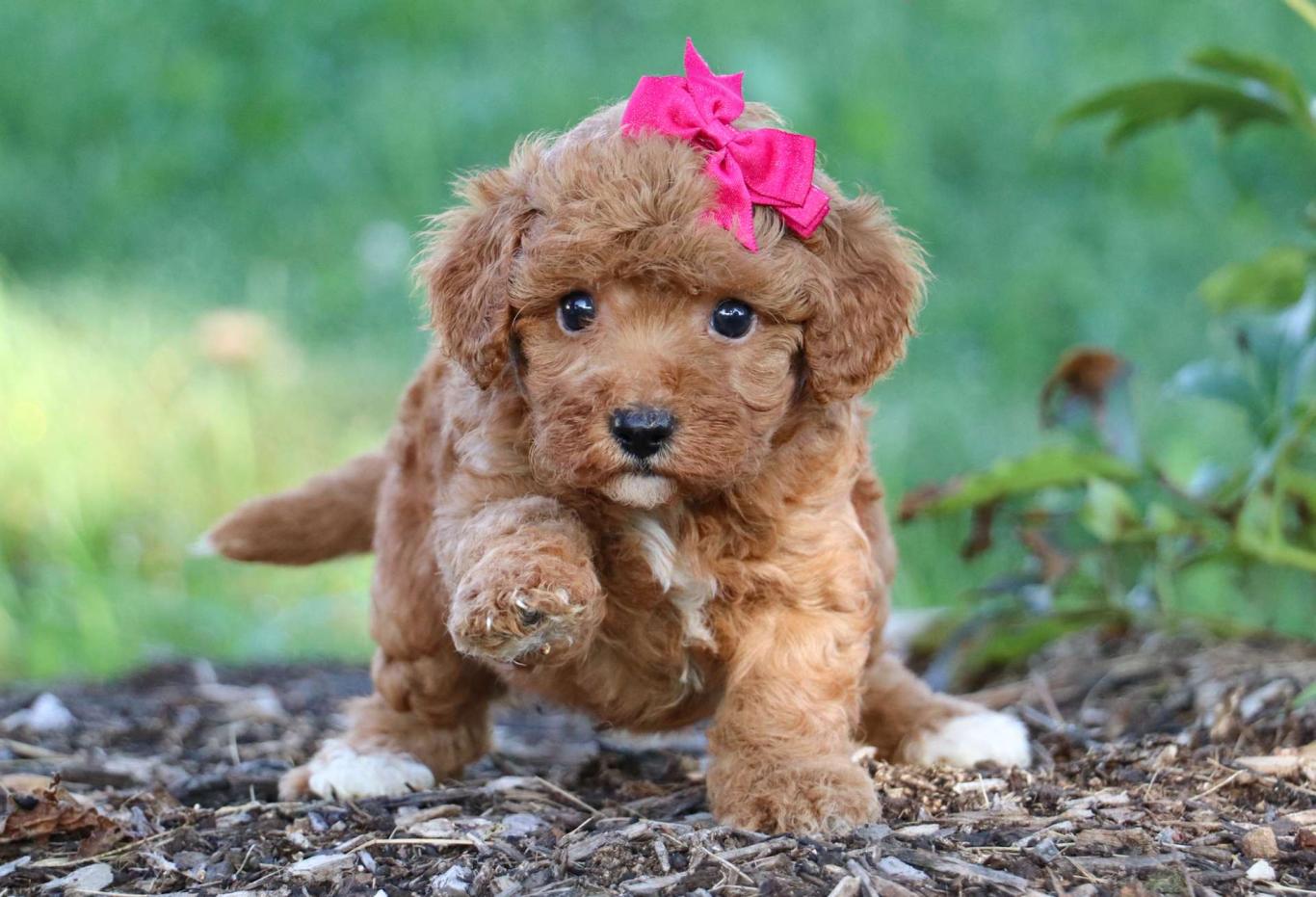 Best Kansas City Cavapoos Available — Crockett Doodles