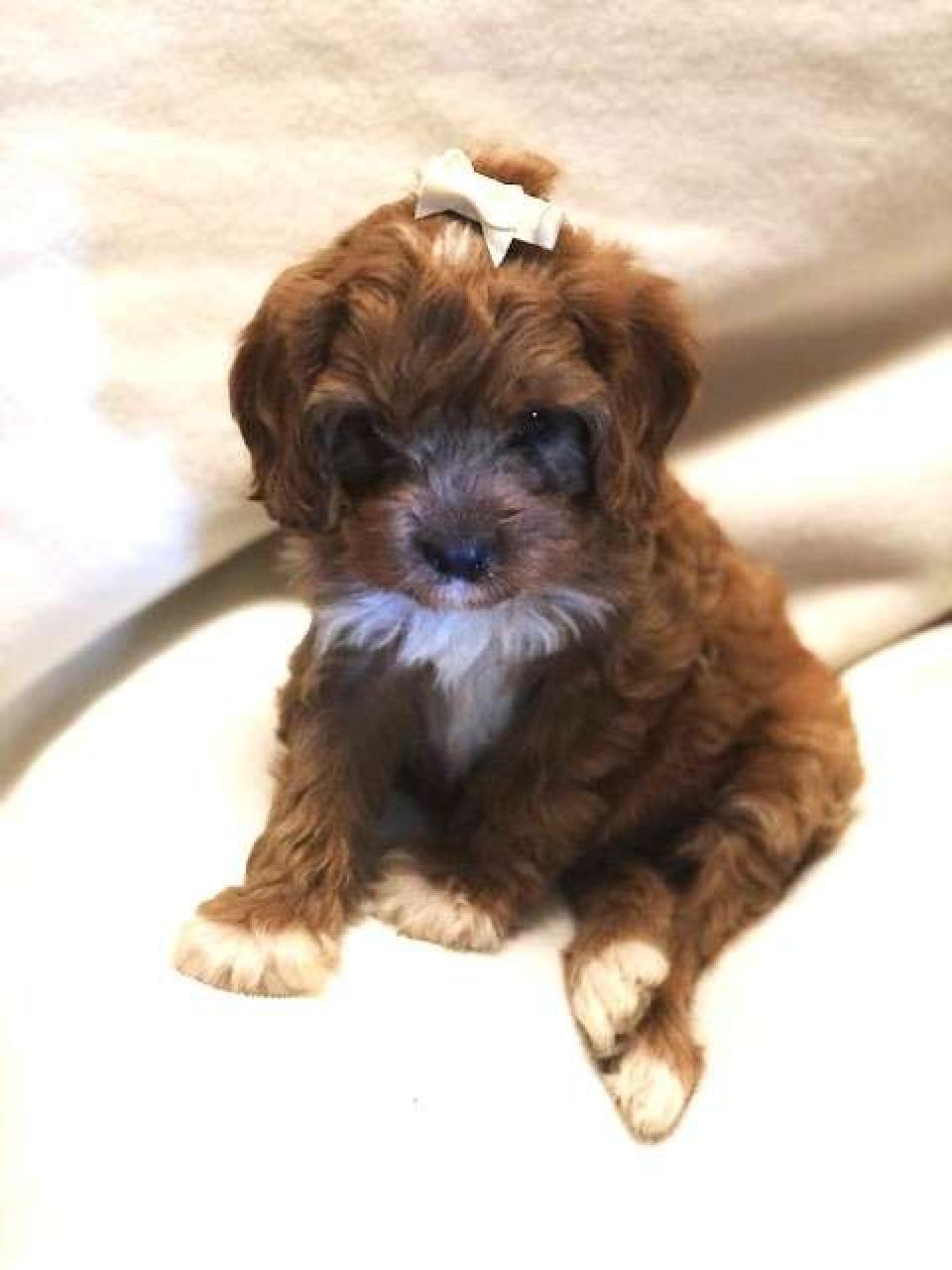 Best Winston-Salem Cavapoos Available — Crockett Doodles