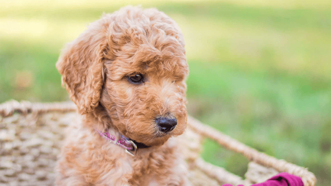 Best New York City Labradoodles Available — Crockett Doodles