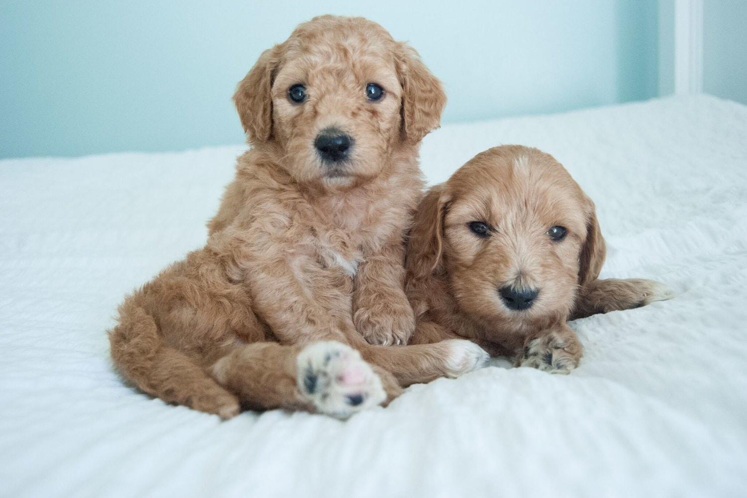 Mini Toy Goldendoodle Puppies