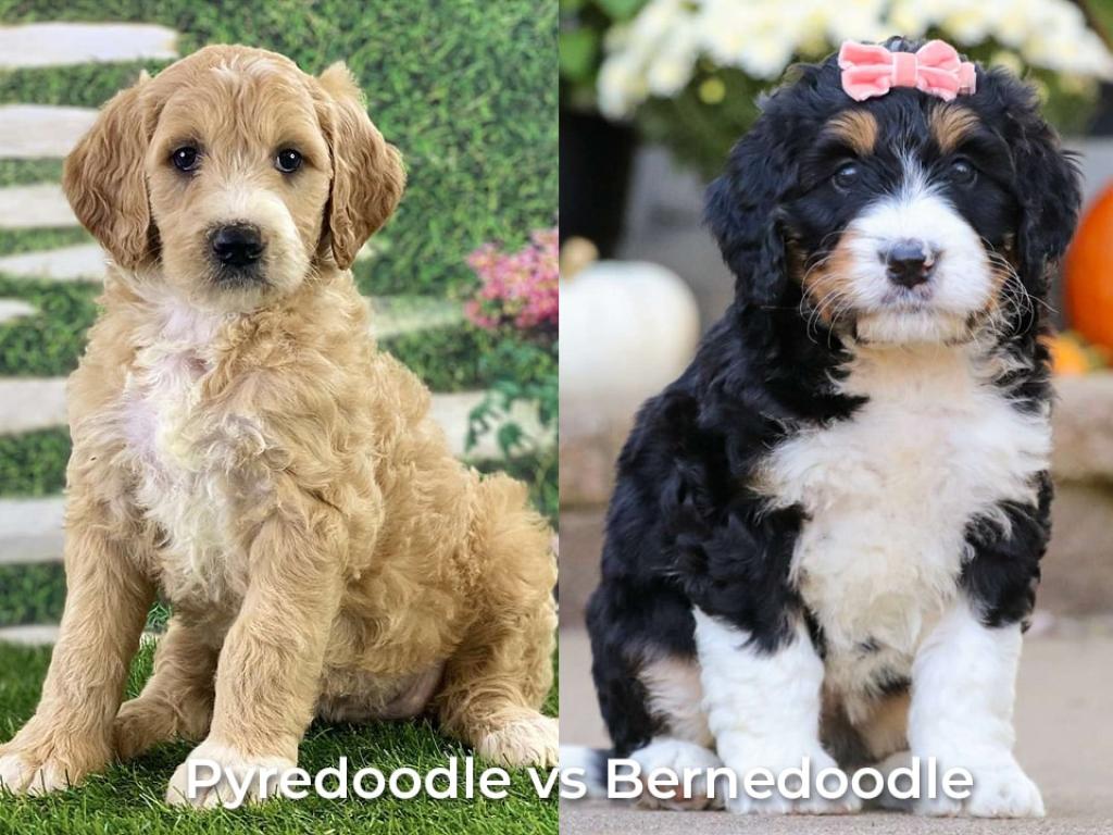Bernedoodle vs Pyredoodle Breed Comparison