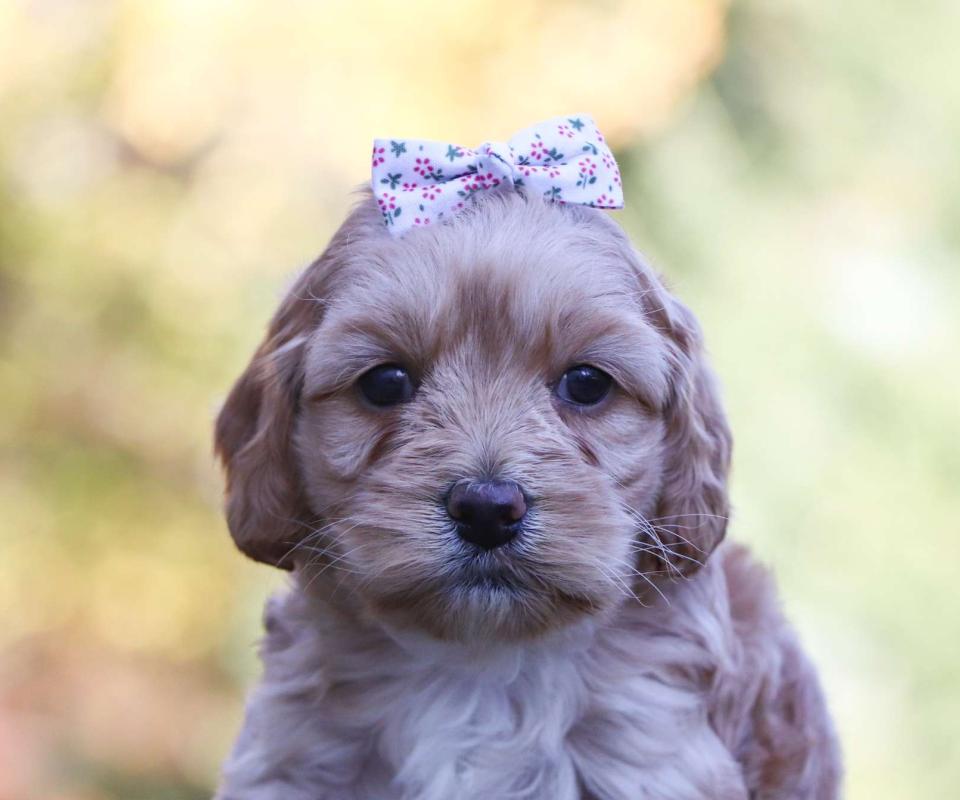 Available Cockapoo