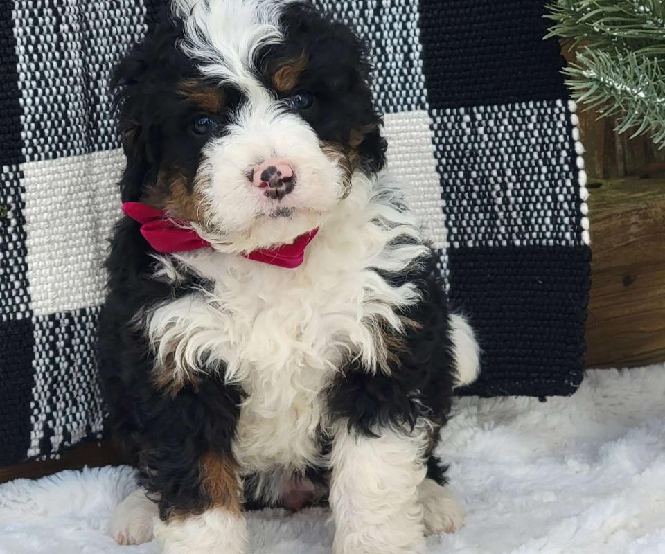 Bernedoodle Available