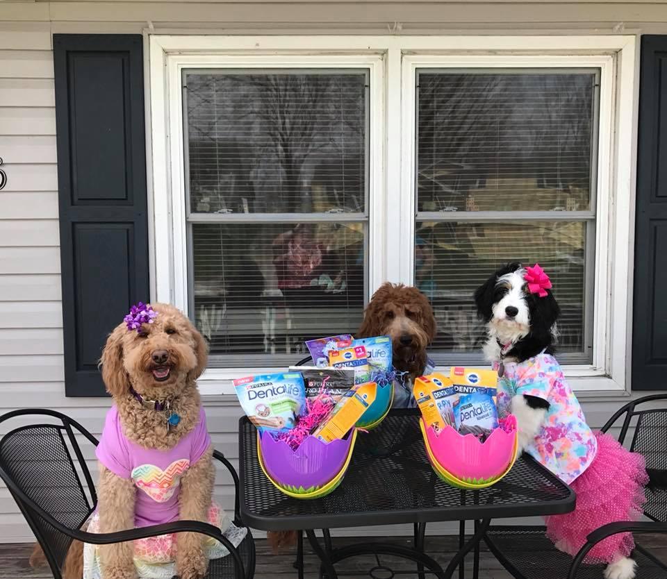 Best Easter Puppy Picture Option-16