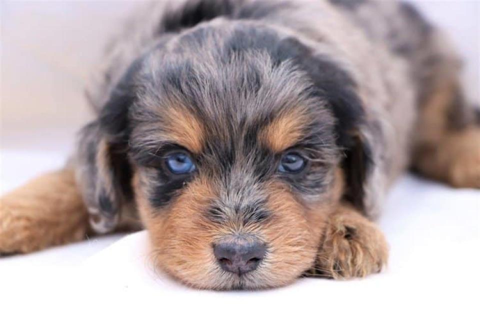 Available Aussiedoodle