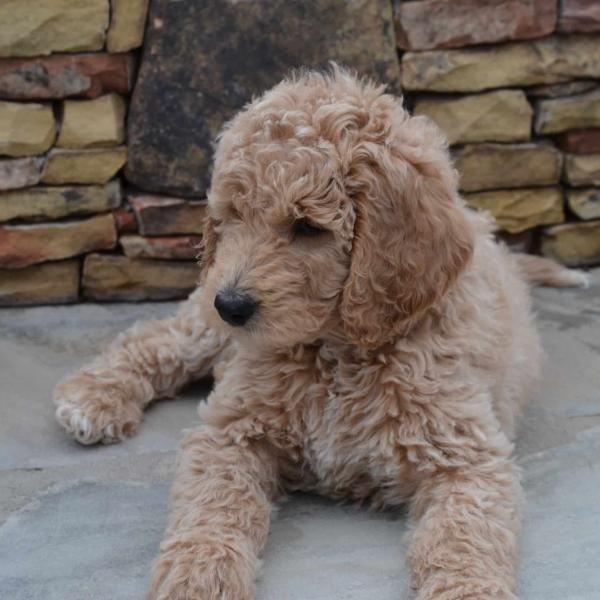 Goldendoodle Curly Coat