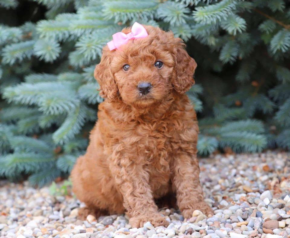 Best Garland Goldendoodles Available — Crockett Doodles