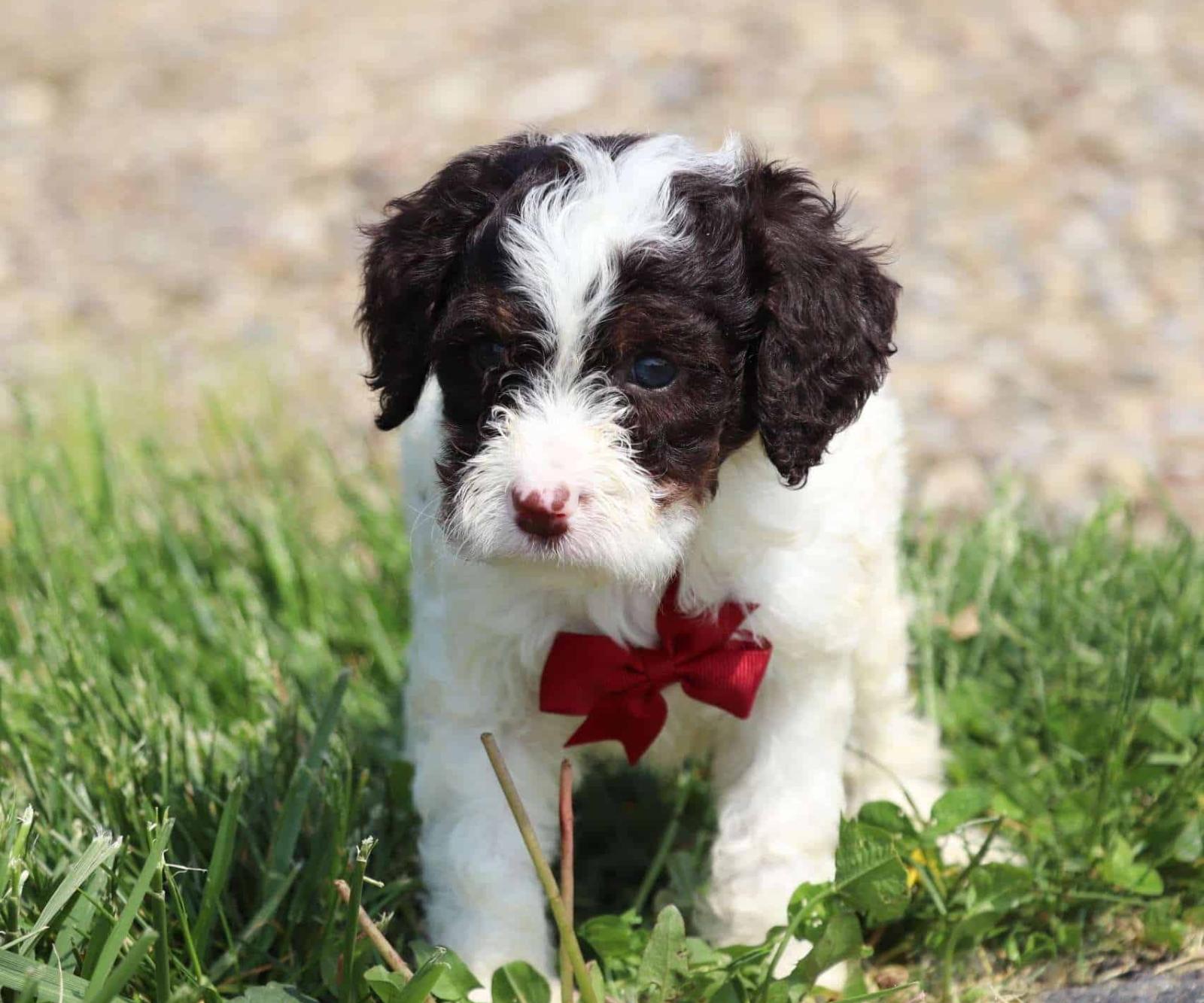 Best Kansas City Labradoodles Available — Crockett Doodles