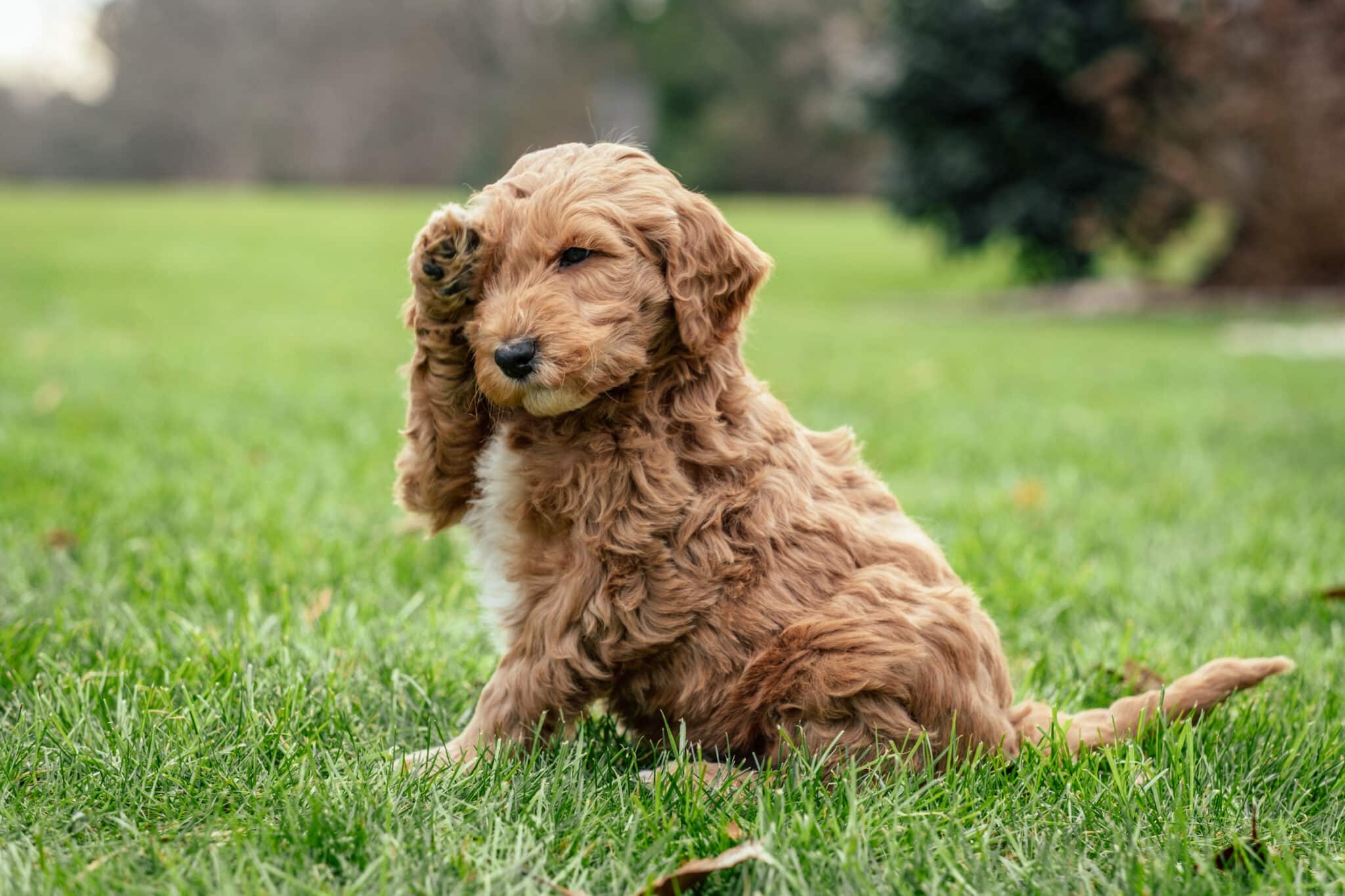 Brown Goldendoodle Puppy