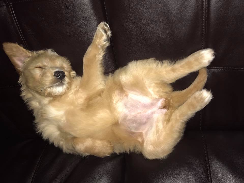 Best Picture of Your Dog Sleeping Option-8