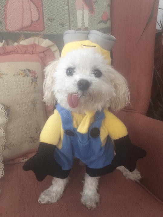 Post a Dress Up Picture of Your Dog Option-3