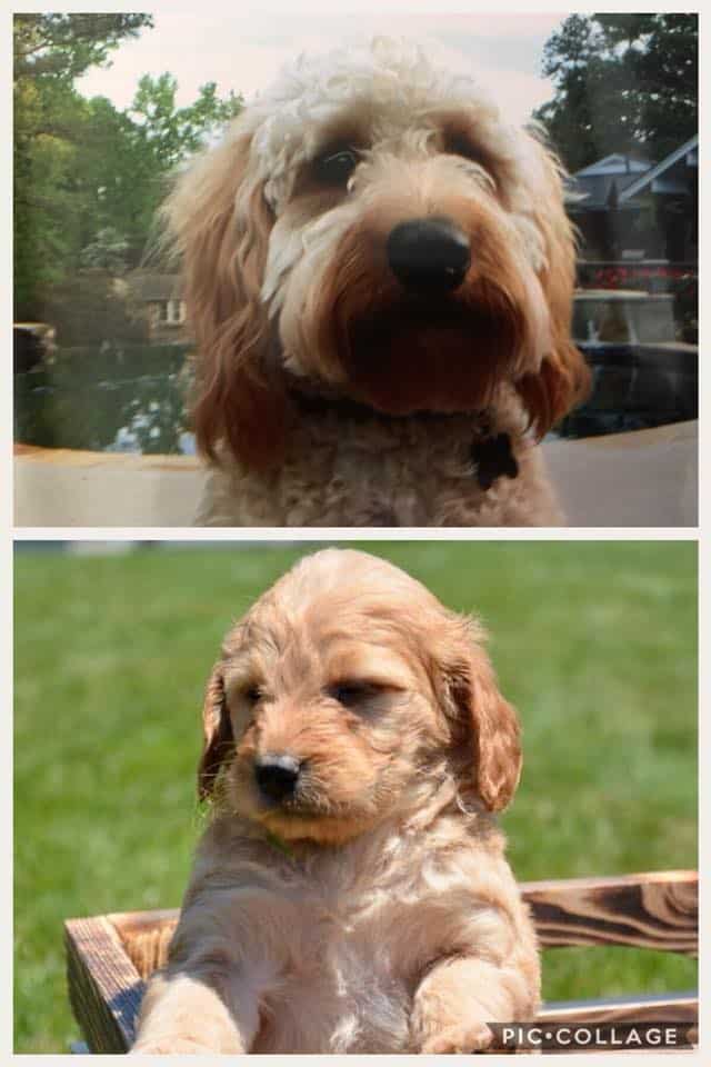 Compare Puppy and Adult Doodle Picture Option-10