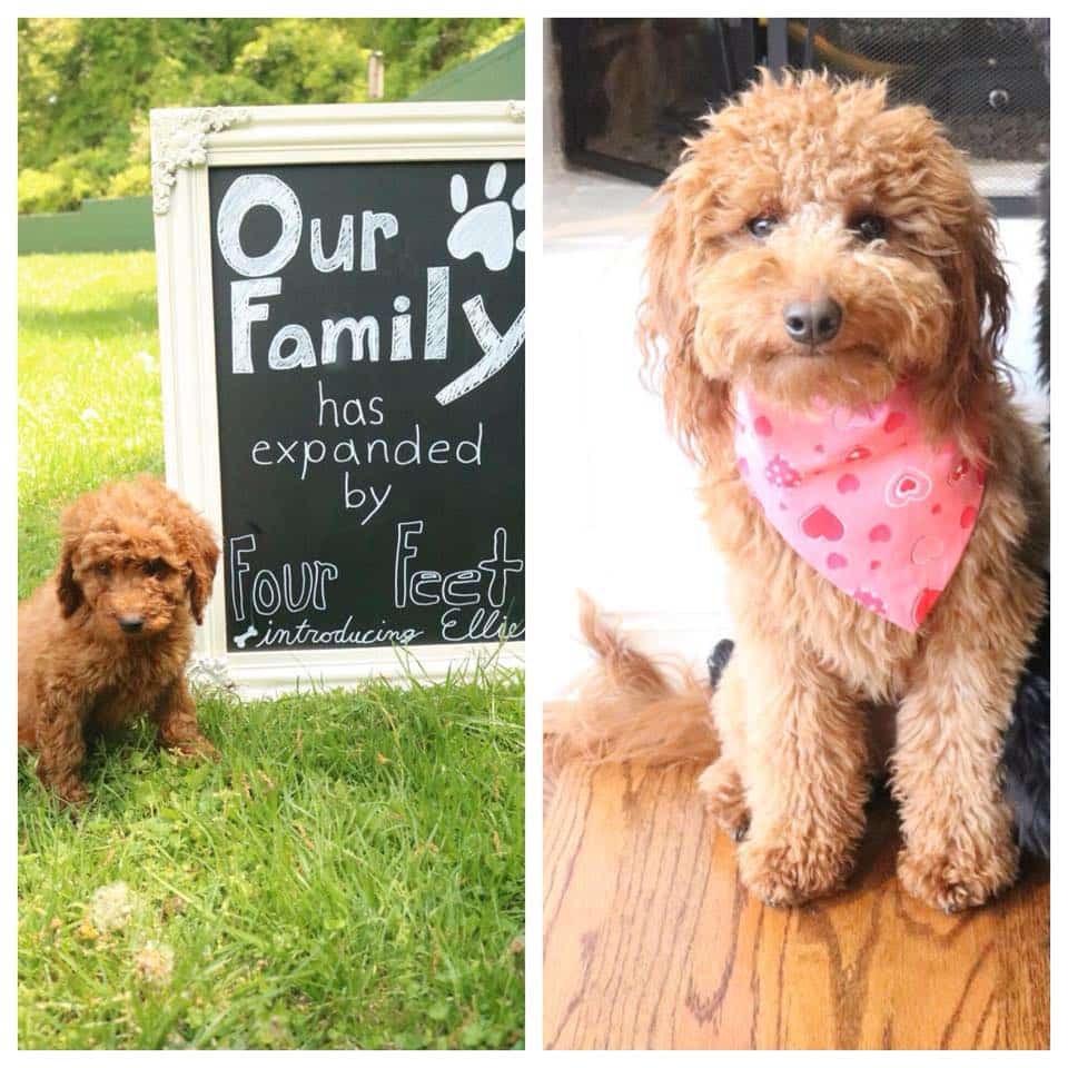Compare Puppy and Adult Doodle Picture Option-2
