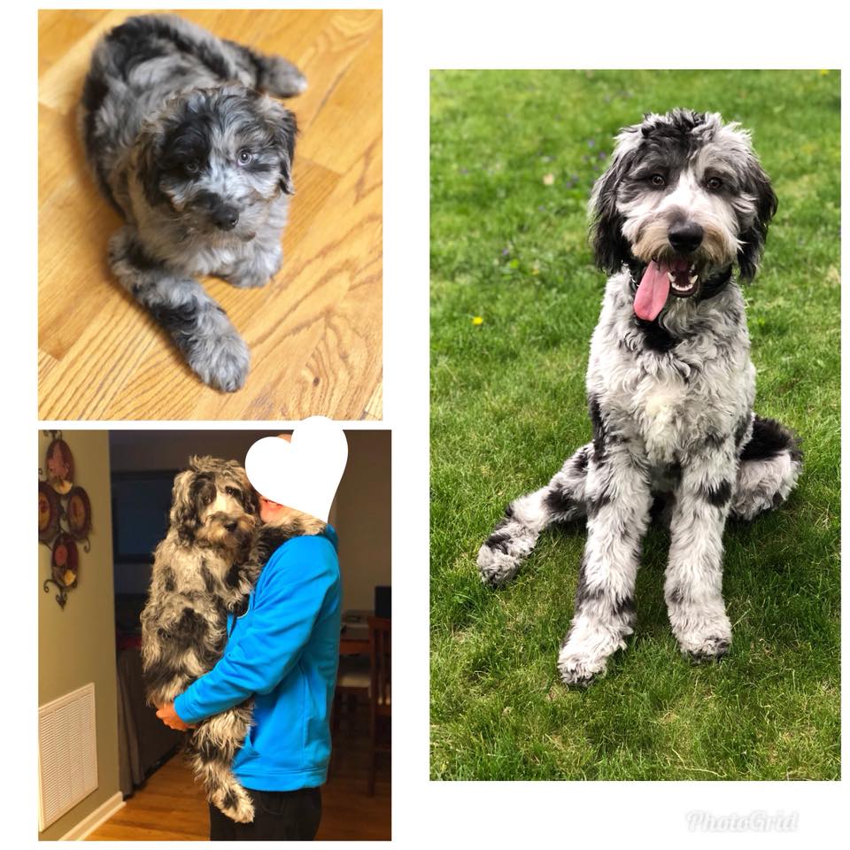 Compare Puppy and Adult Doodle Picture Option-3