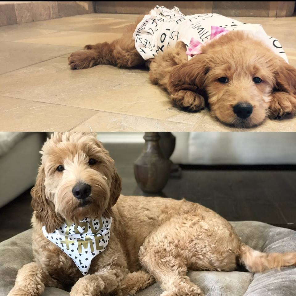 Compare Puppy and Adult Doodle Picture Option-4