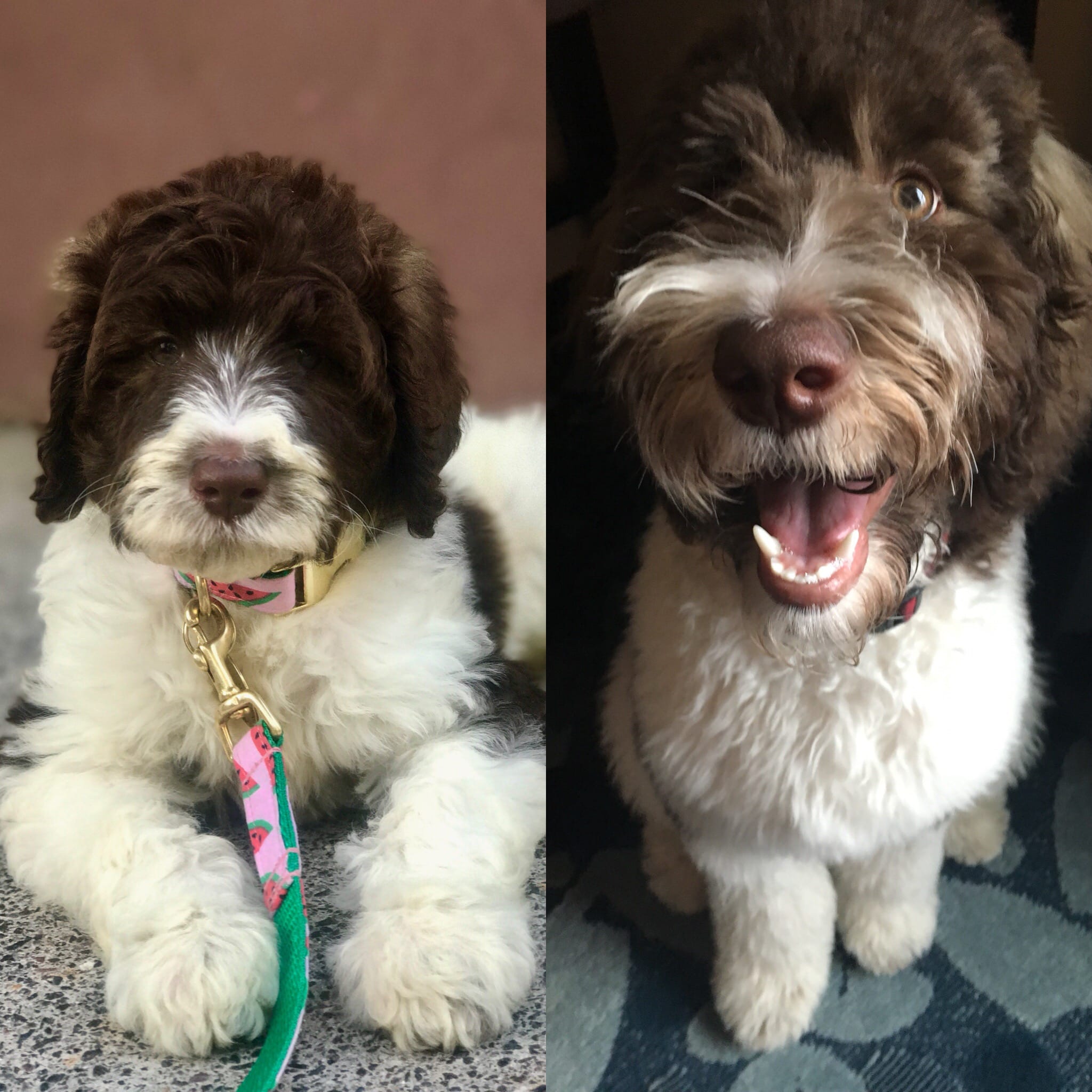 Compare Puppy and Adult Doodle Picture Option-5