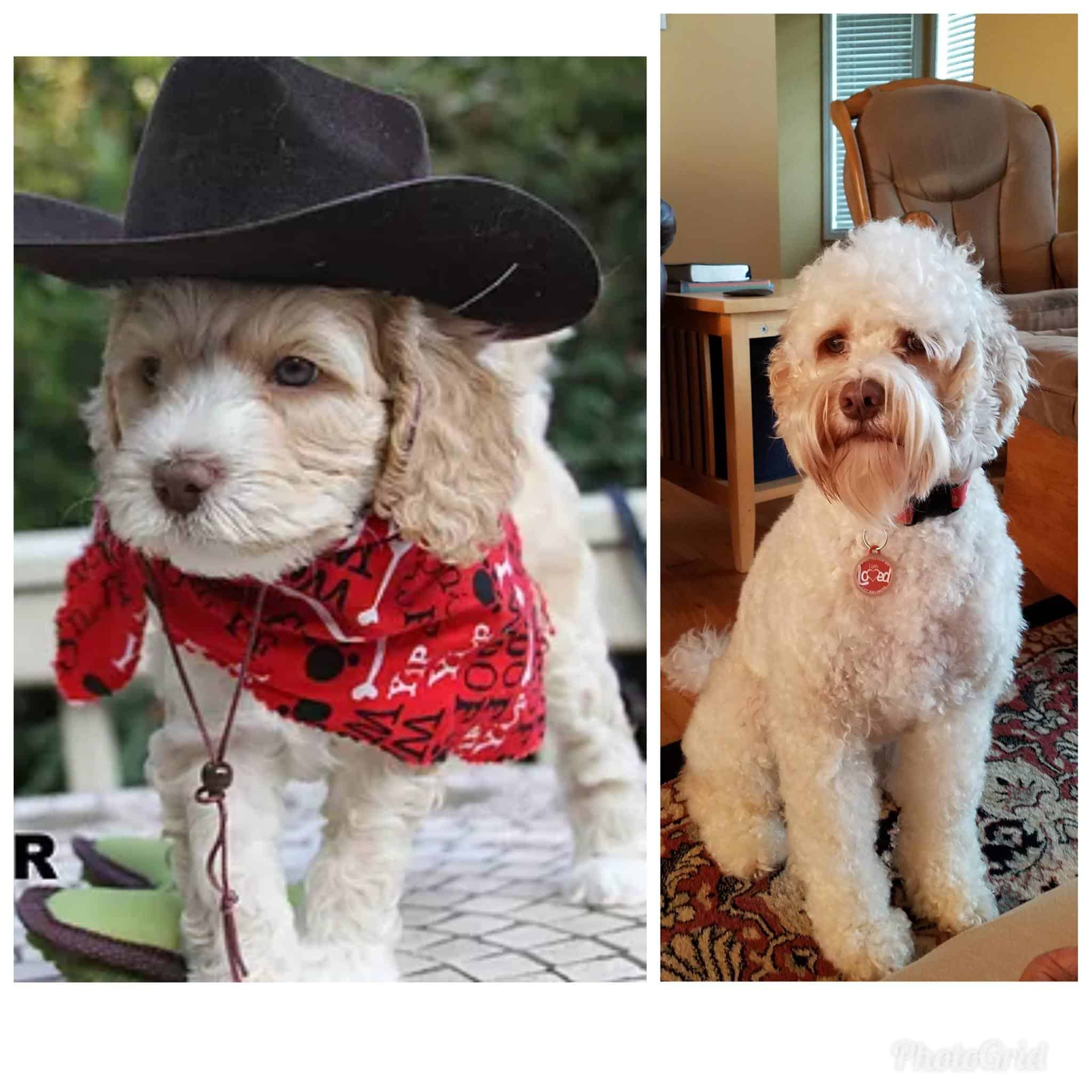 Compare Puppy and Adult Doodle Picture Option-7
