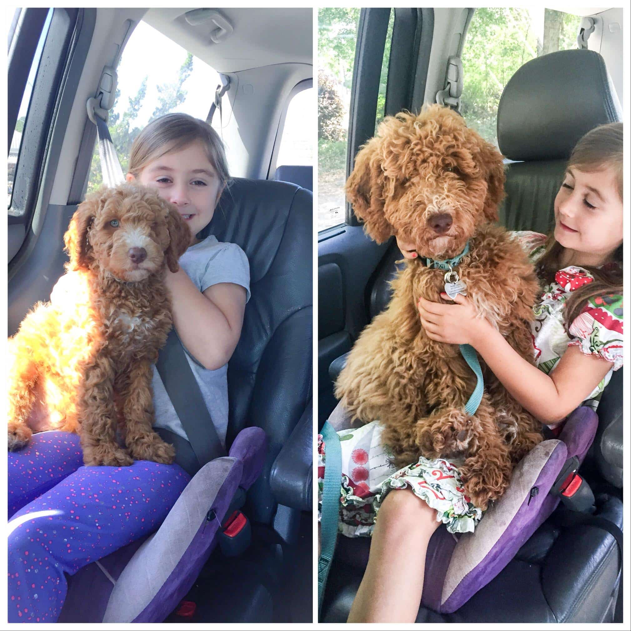 Compare Puppy and Adult Doodle Picture Option-8