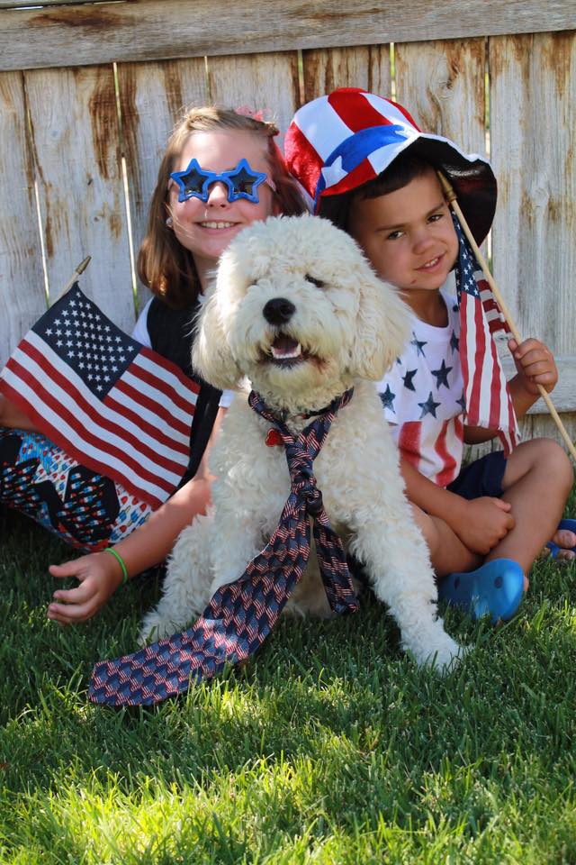Post a Patriotic Picture of Your Dog Option-2