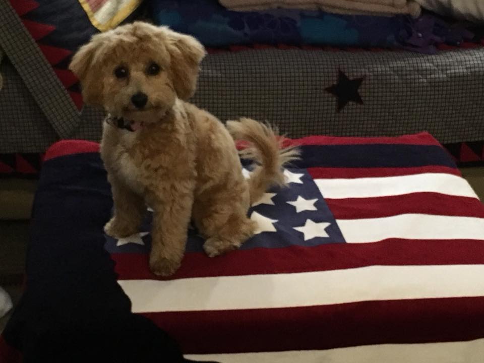Post a Patriotic Picture of Your Dog Option-3