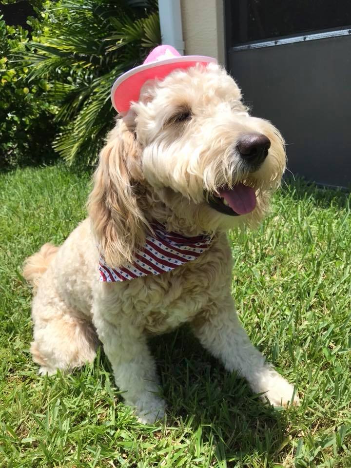 Post a Patriotic Picture of Your Dog Option-5