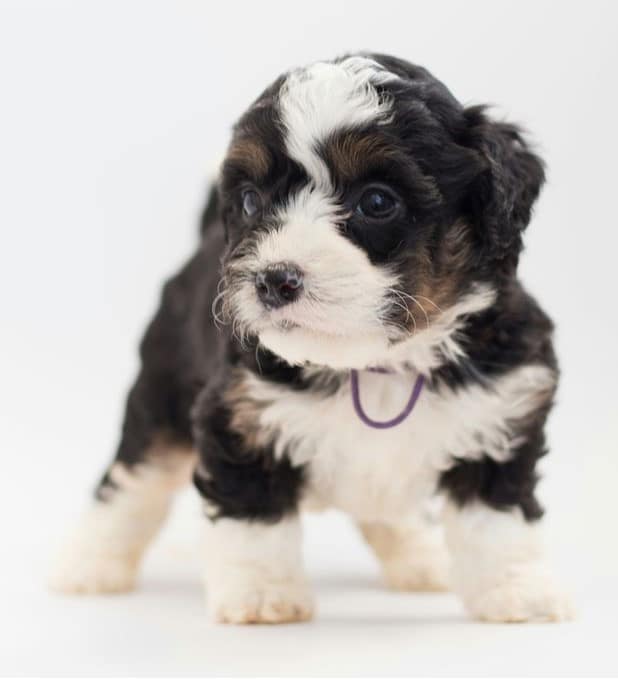 Health and Longevity