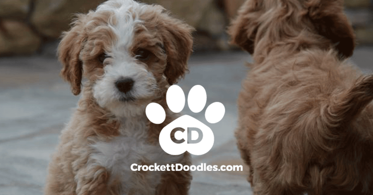 Crockett Doodles Puppy Inquiry — Crockett Doodles