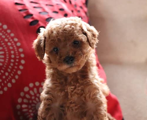 Red is one of our favorite Cockapoo Colors