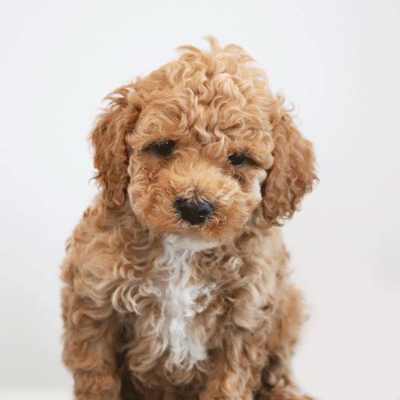 Red Curly Cockapoo
