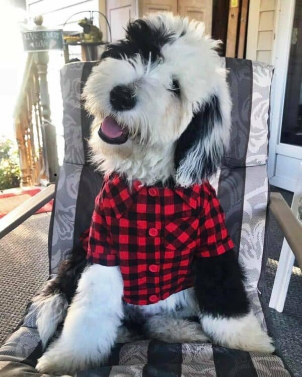 Best Mini and Standard Sheepadoodles for Sale — Crockett Doodles