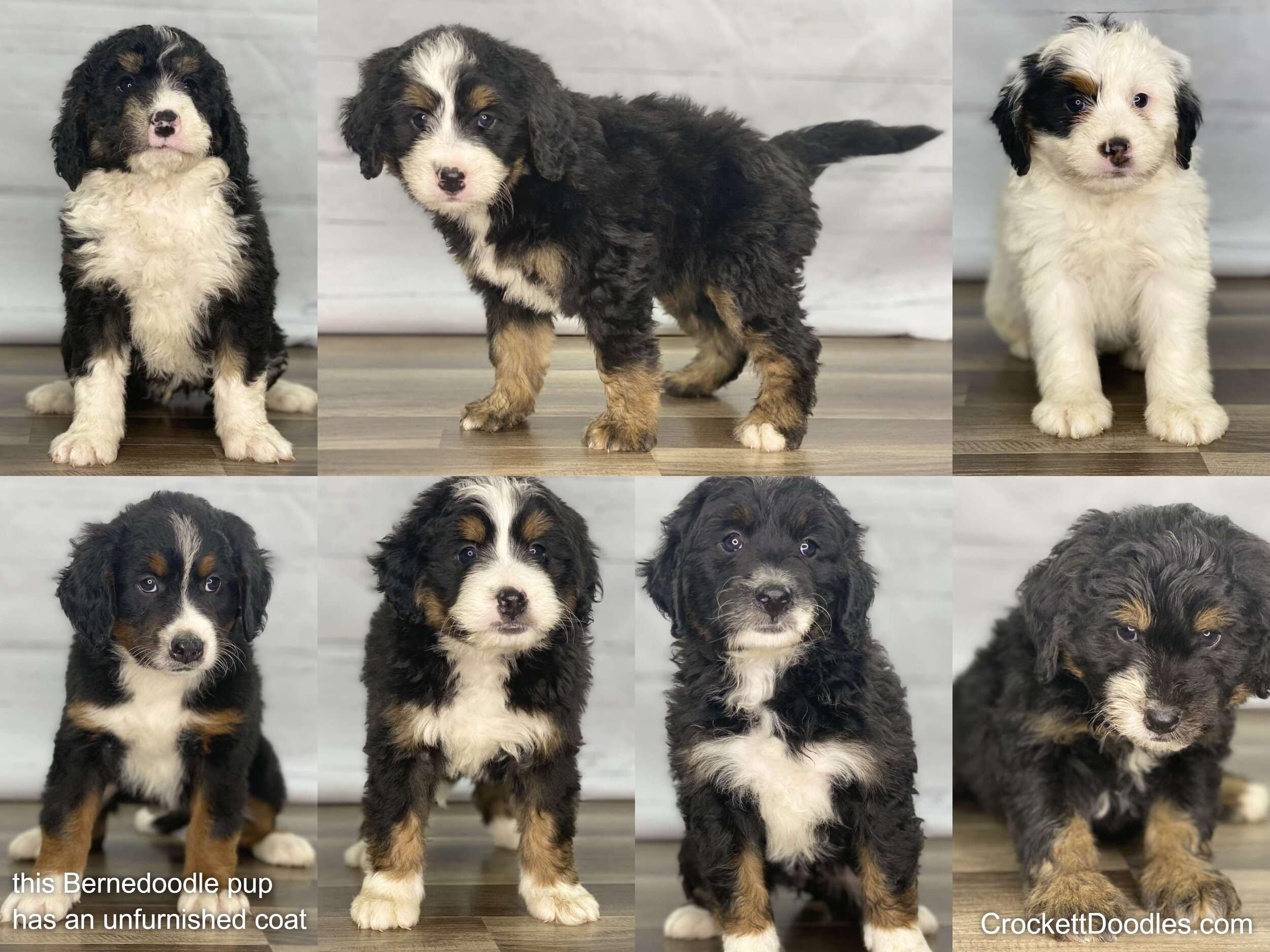 This litter of Bernedoodles had six pups with our normal furnished coats, and one boy (Lliam in the bottom left corner) that had an unfurnished coat. As they grow older, Lliam will look a lot like a purebred Bernese Mountain Dog, while his littermat…