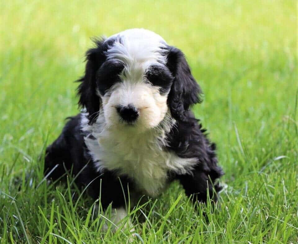 Typical Black and White Sheepadoodle Puppy Coloring