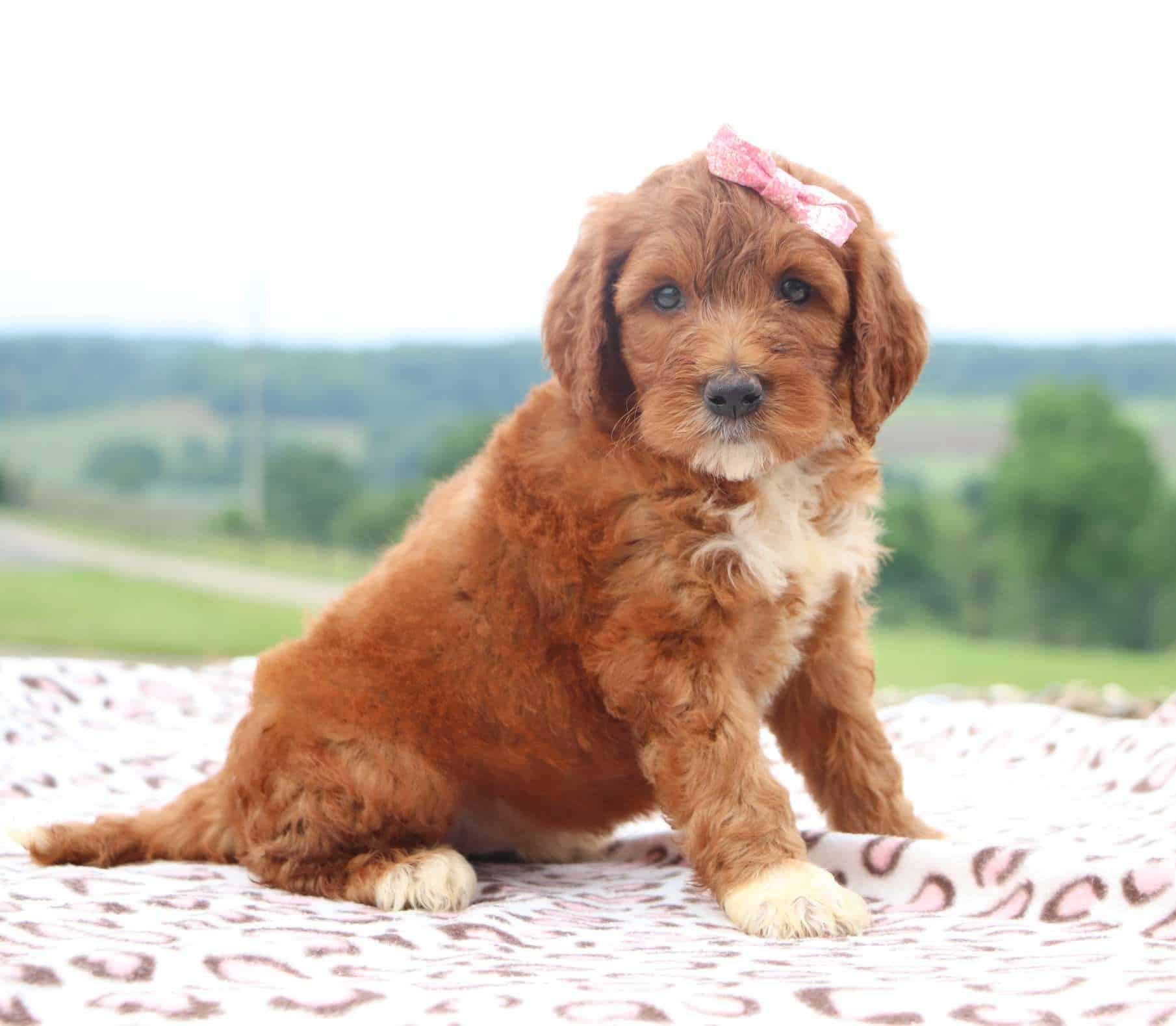 Best Spokane Goldendoodles — Crockett Doodles