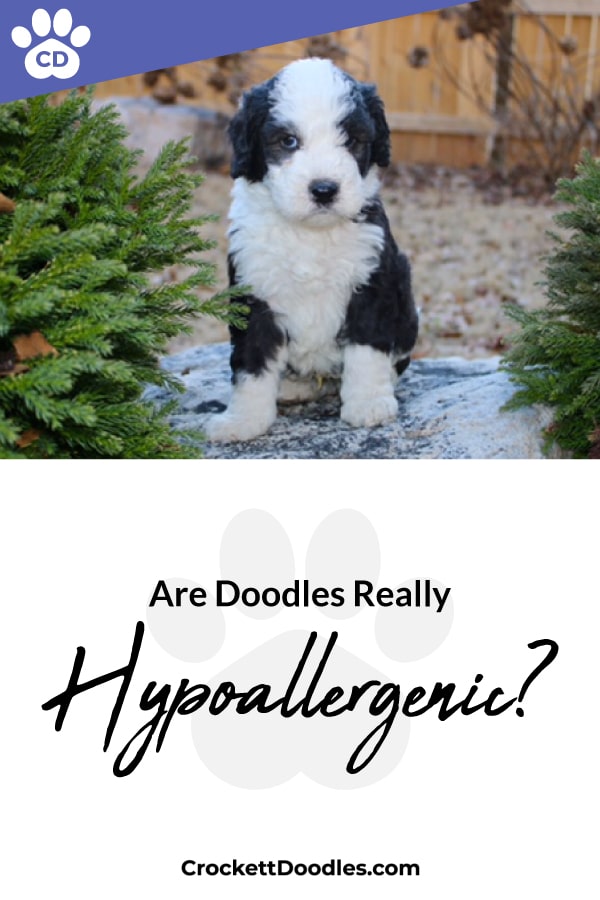 Hypoallergenic Dog Breeds Doodles