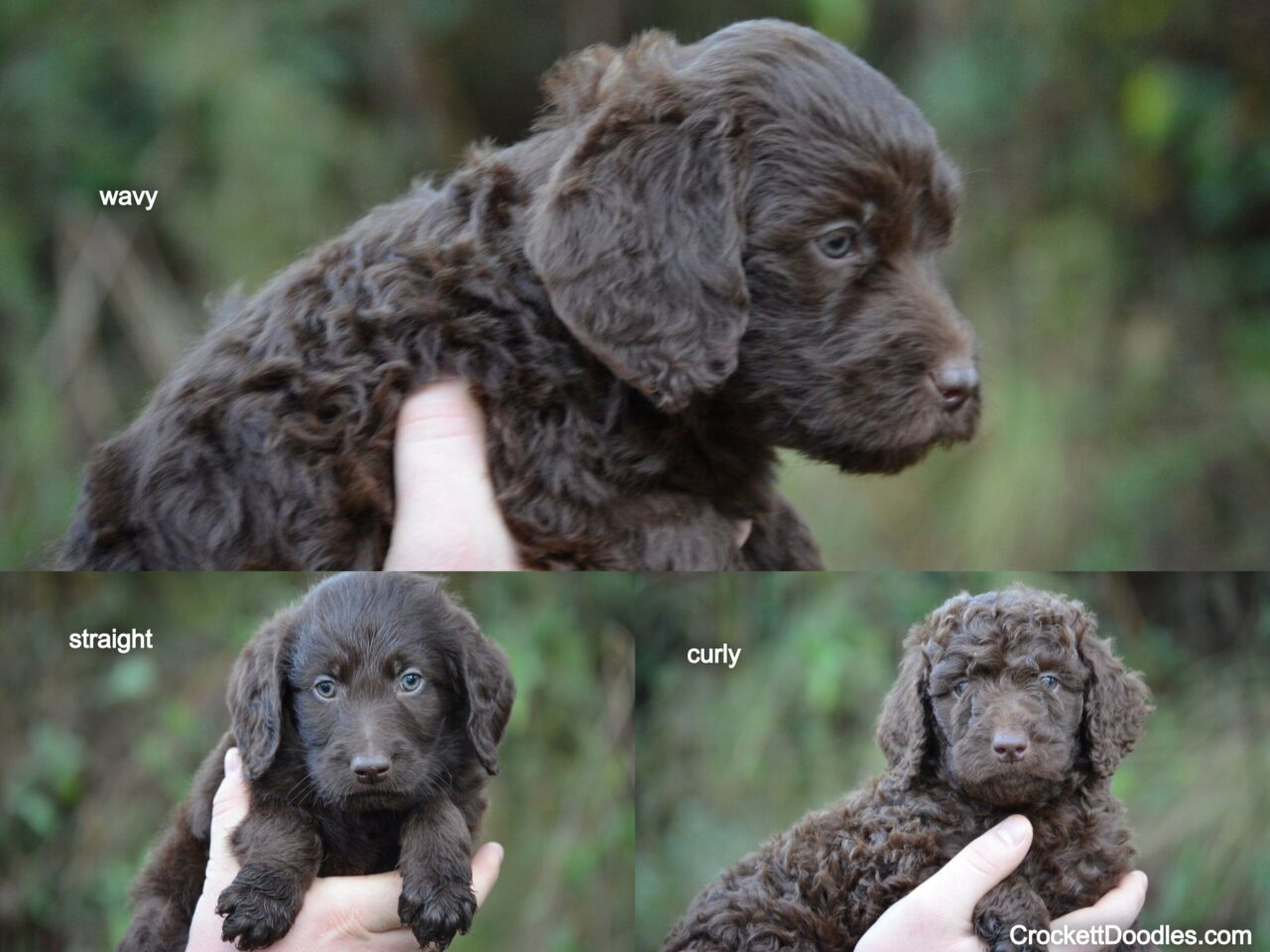 Standard chocolate Labradoodles; examples of all three coat types from the same litter