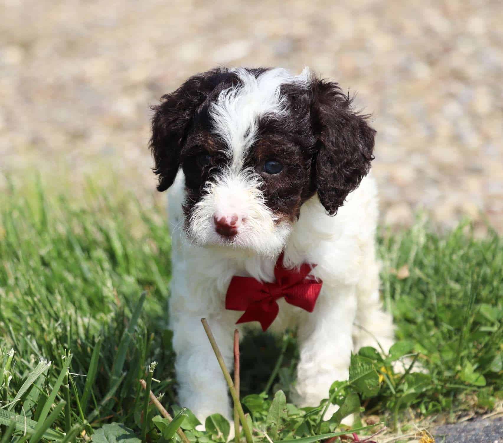 Best Jacksonville Labradoodles Available — Crockett Doodles