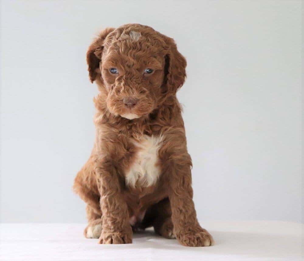 Red Labradoodle from Crockett Doodles