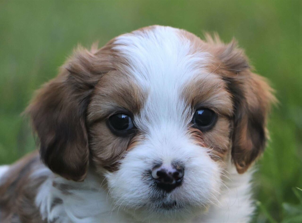 At Crockett Doodles we want to help you be discerning about avoiding puppy scams.