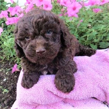 Chocolate Mini Labradoodle from Crockett Doodles