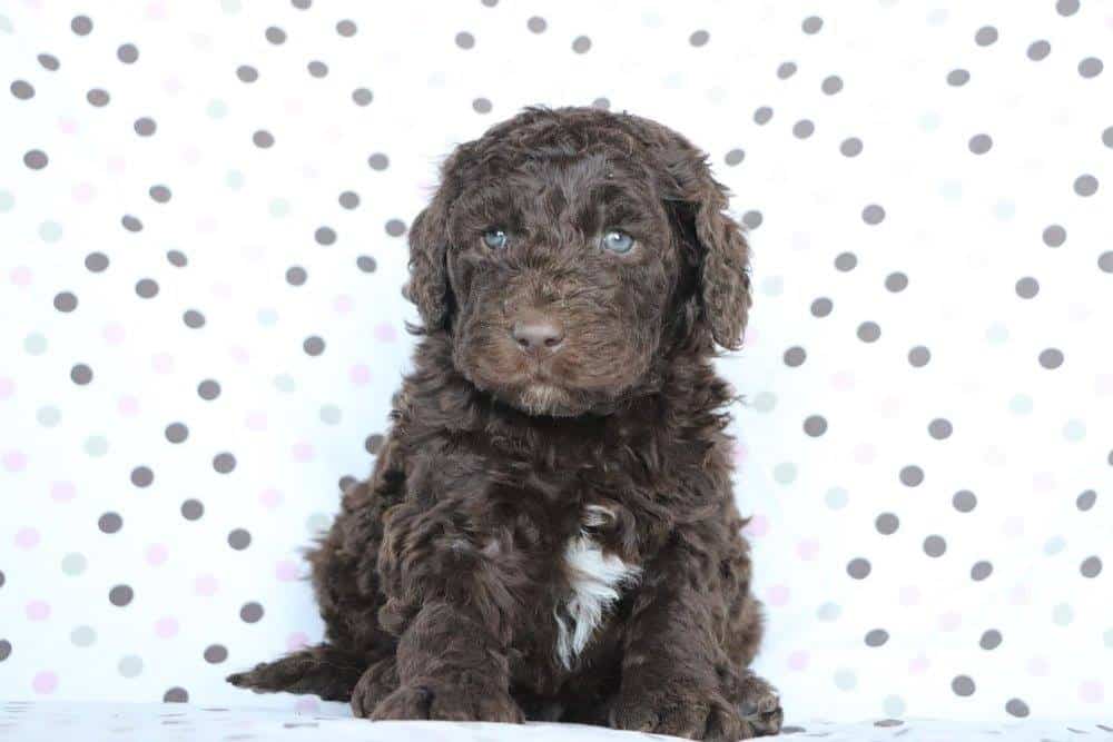 Chocolate Labradoodle from Crockett Doodles