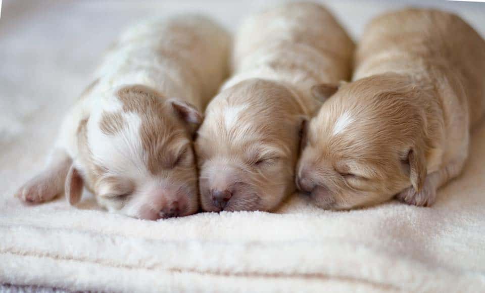 Best Spokane Cockapoos — Crockett Doodles